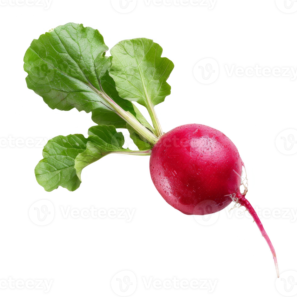 Radish Isolated on a Transparent Background png