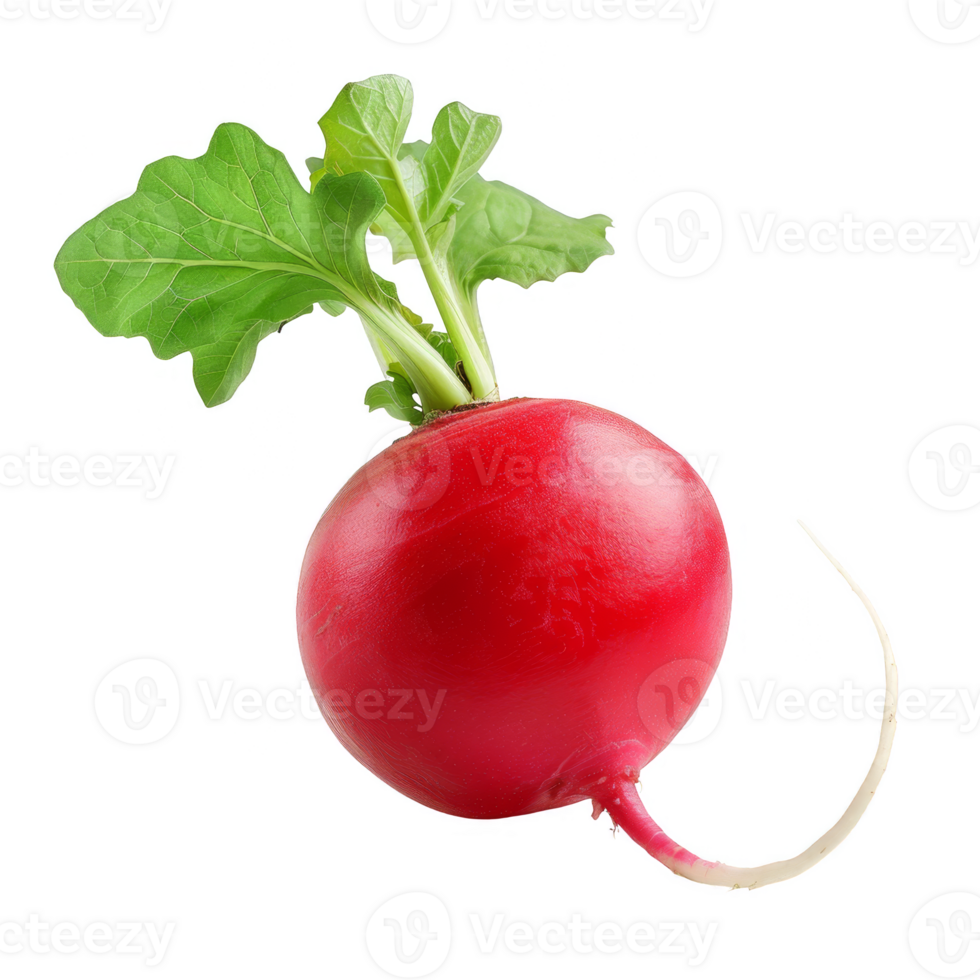 Radish Isolated on a Transparent Background png