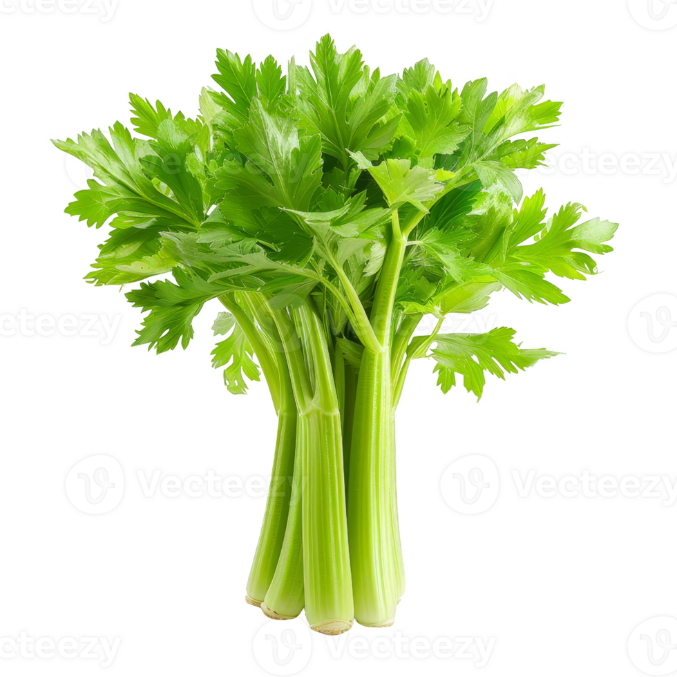 Celery Isolated on a Transparent Background png