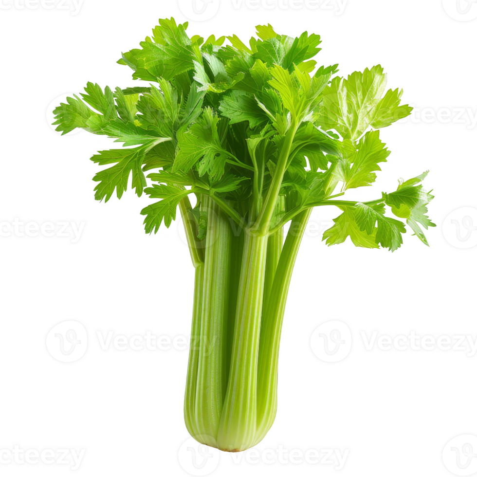 Celery Isolated on a Transparent Background png