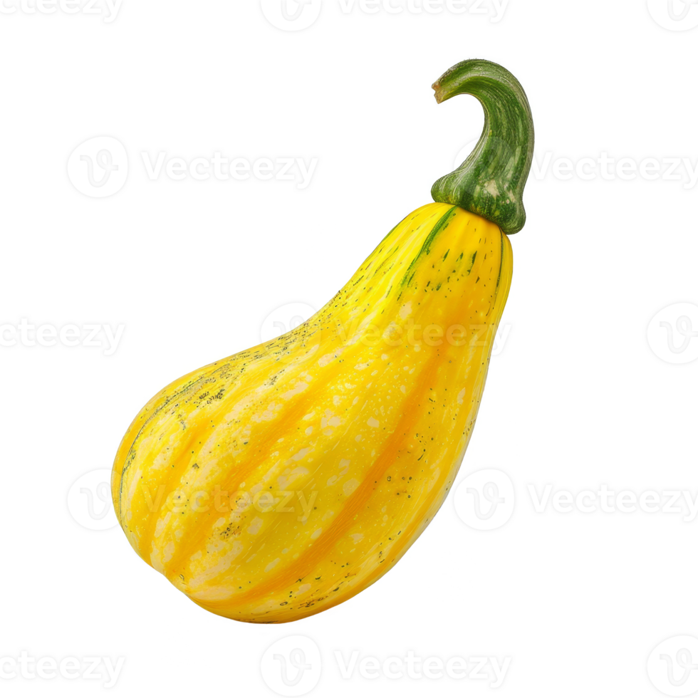Squash Isolated on a Transparent Background png