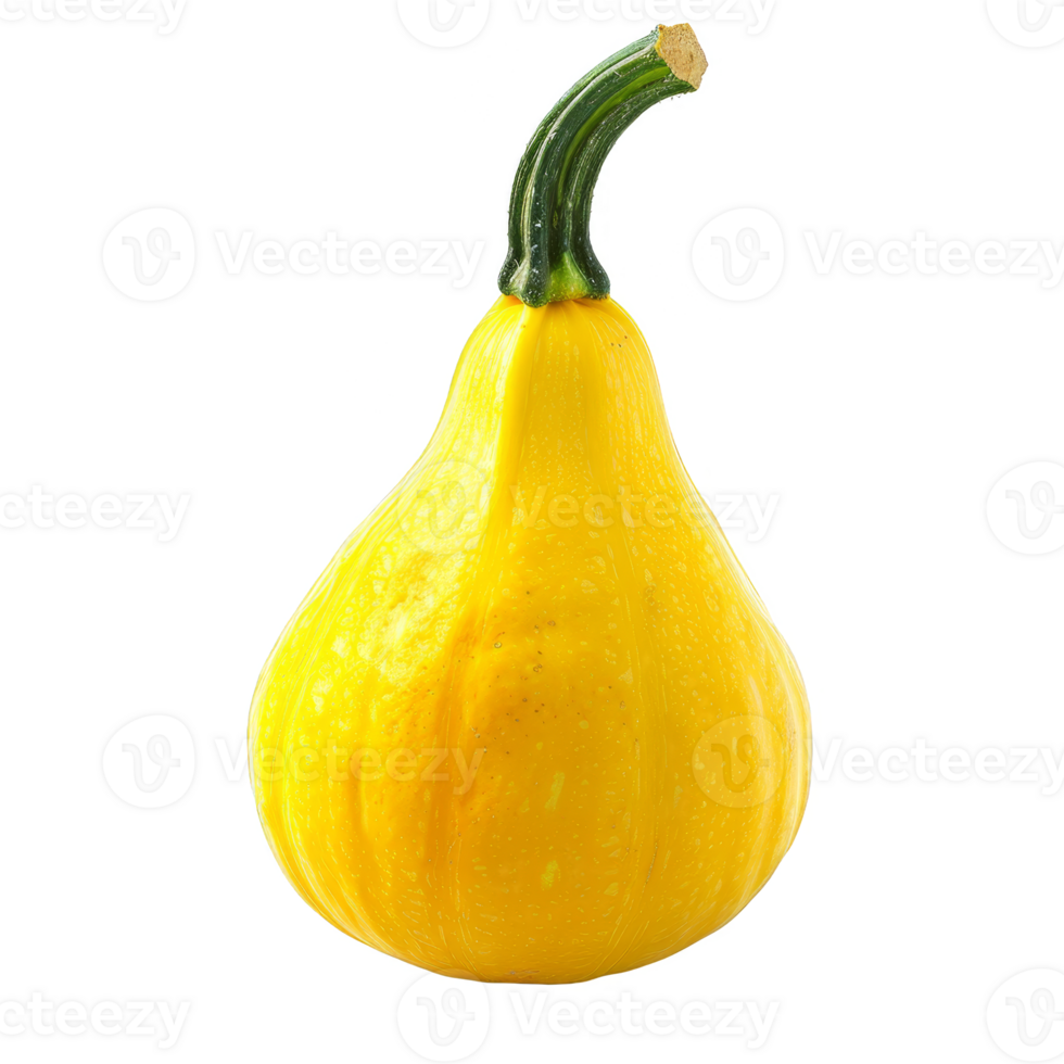 Squash Isolated on a Transparent Background png