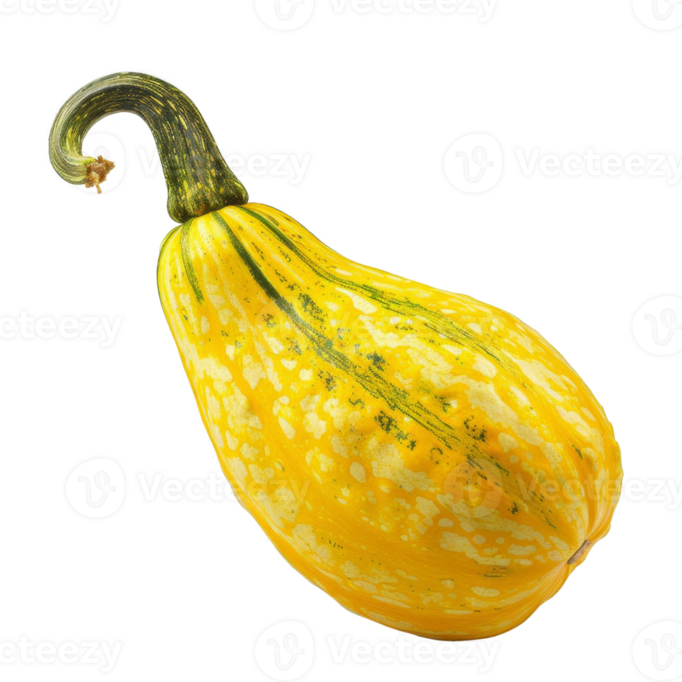 Squash Isolated on a Transparent Background png