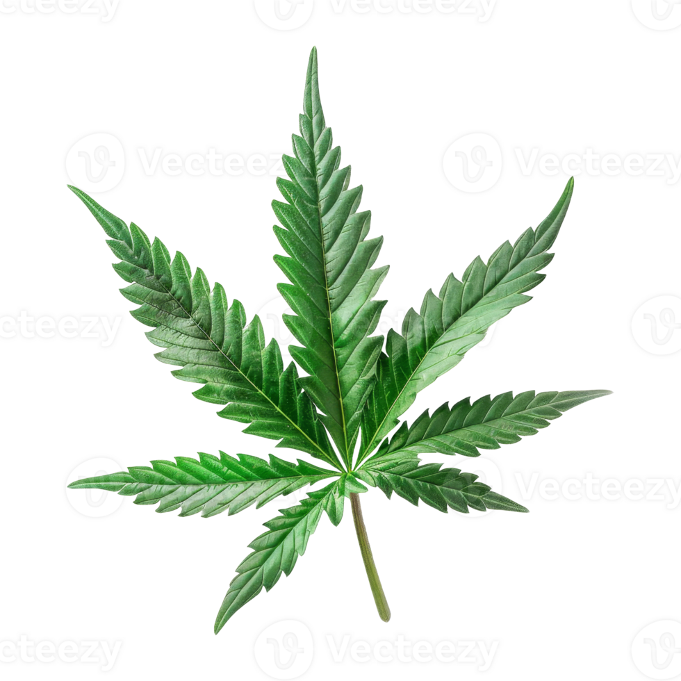 Cannabis Isolated on a Transparent Background png