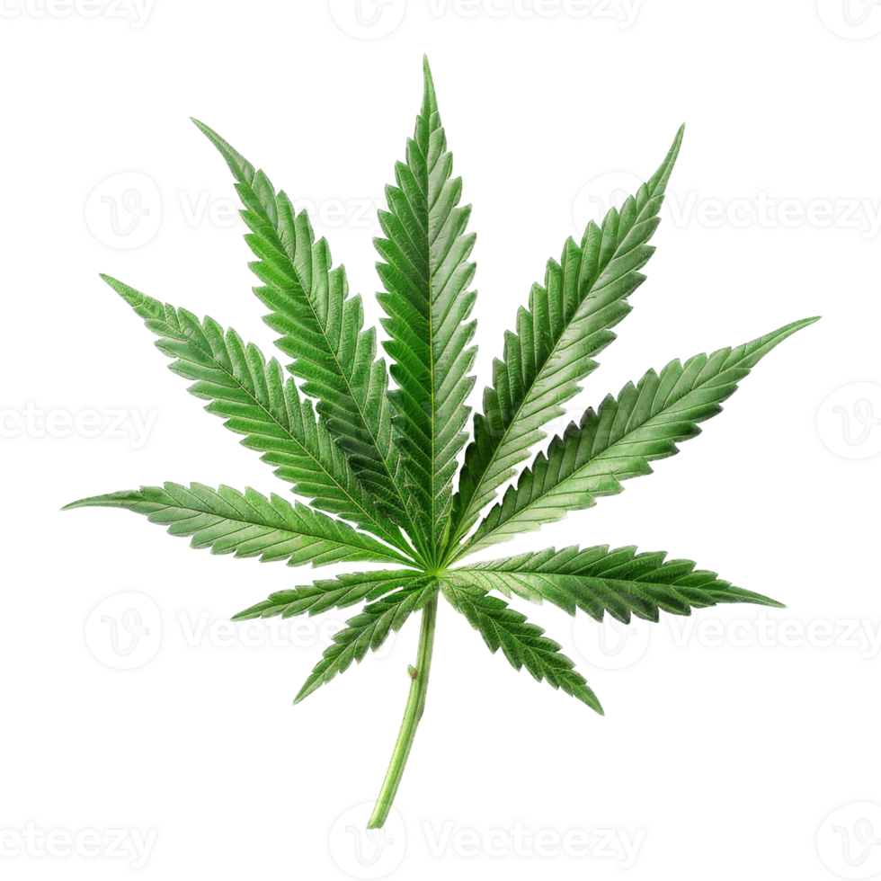 Cannabis Isolated on a Transparent Background png