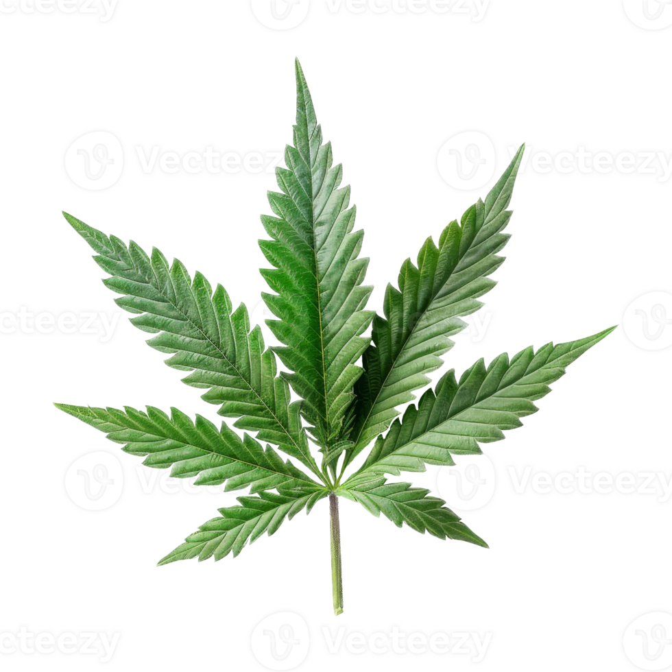 Cannabis Isolated on a Transparent Background png