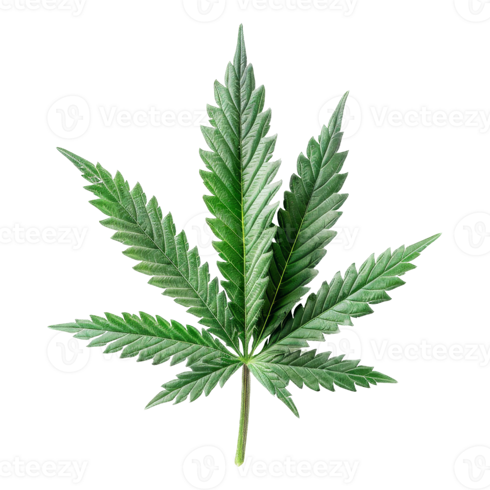 Cannabis Isolated on a Transparent Background png