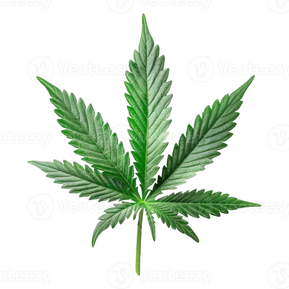 Cannabis Isolated on a Transparent Background png