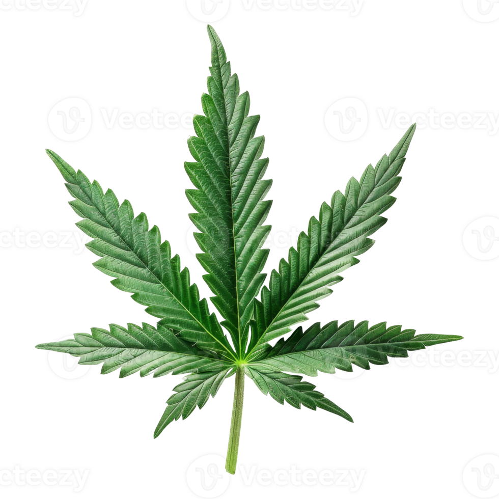 Cannabis Isolated on a Transparent Background png