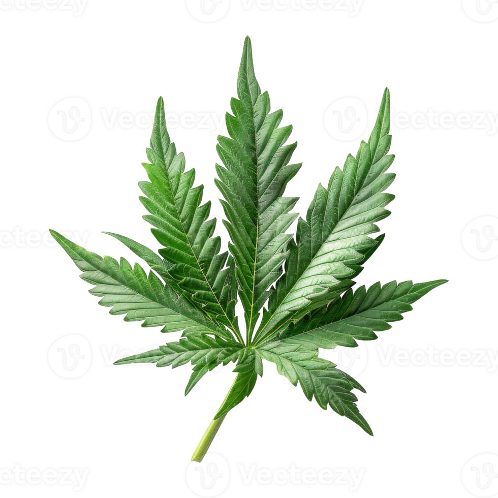 Cannabis Isolated on a Transparent Background png