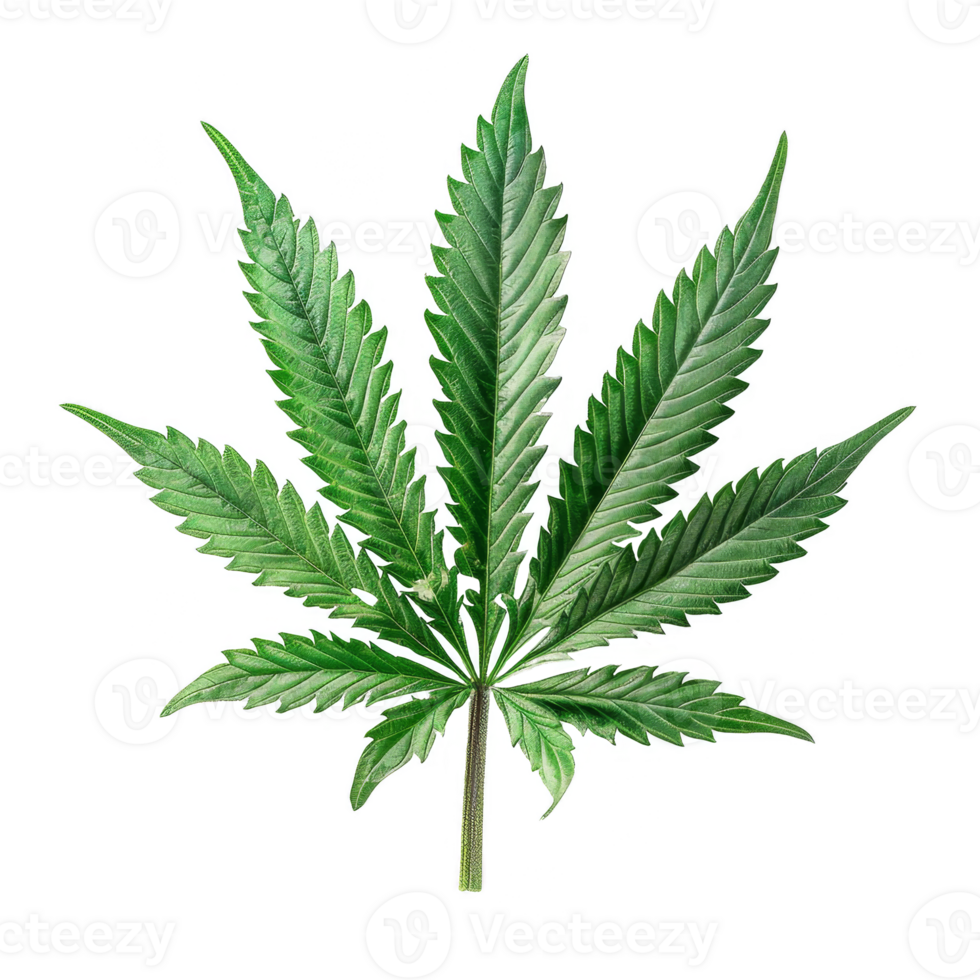 Cannabis Isolated on a Transparent Background png