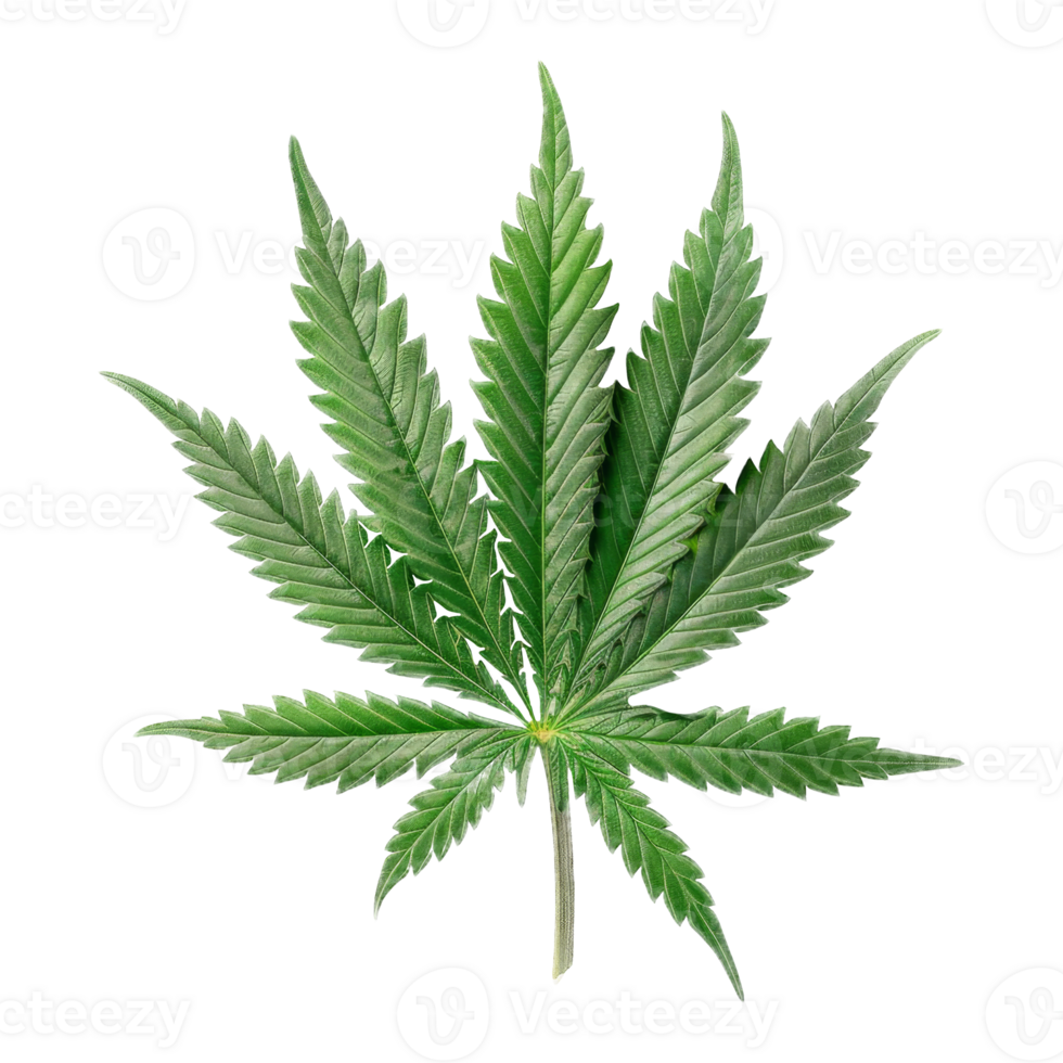 Cannabis Isolated on a Transparent Background png