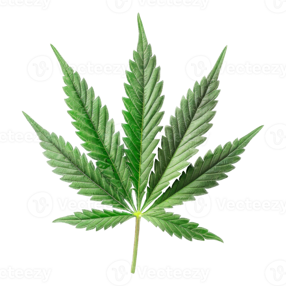 Cannabis Isolated on a Transparent Background png