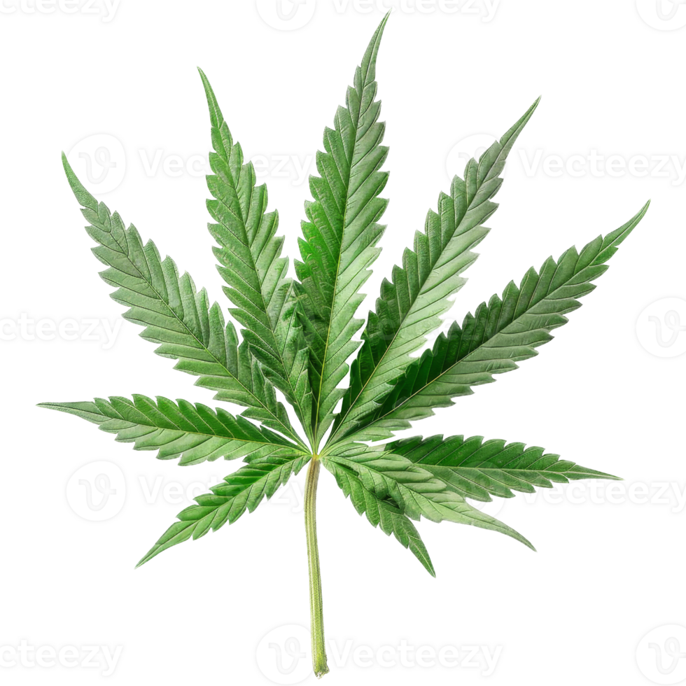 Cannabis Isolated on a Transparent Background png