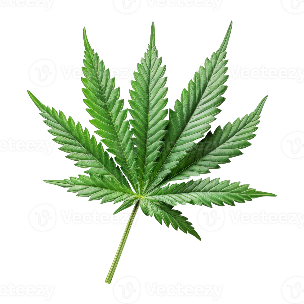 Cannabis Isolated on a Transparent Background png