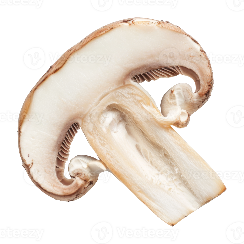 Mushroom Isolated on a Transparent Background png
