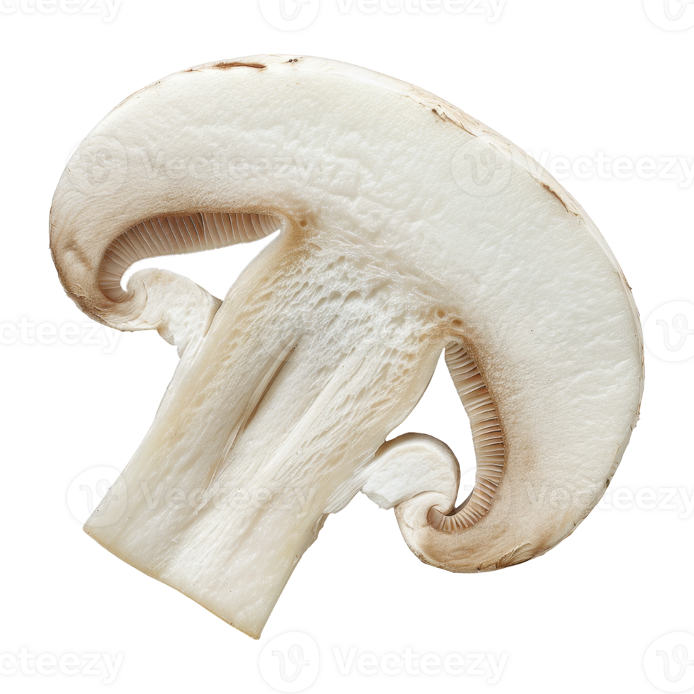 Mushroom Isolated on a Transparent Background png