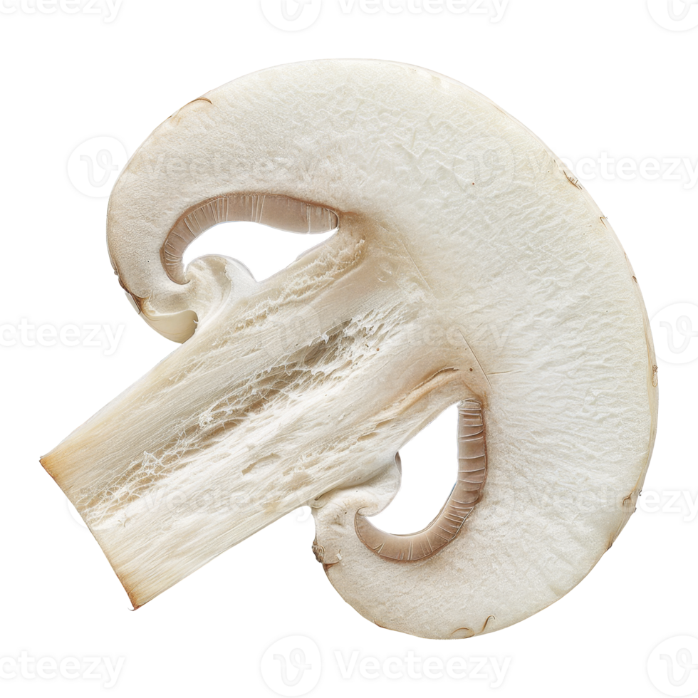 Mushroom Isolated on a Transparent Background png