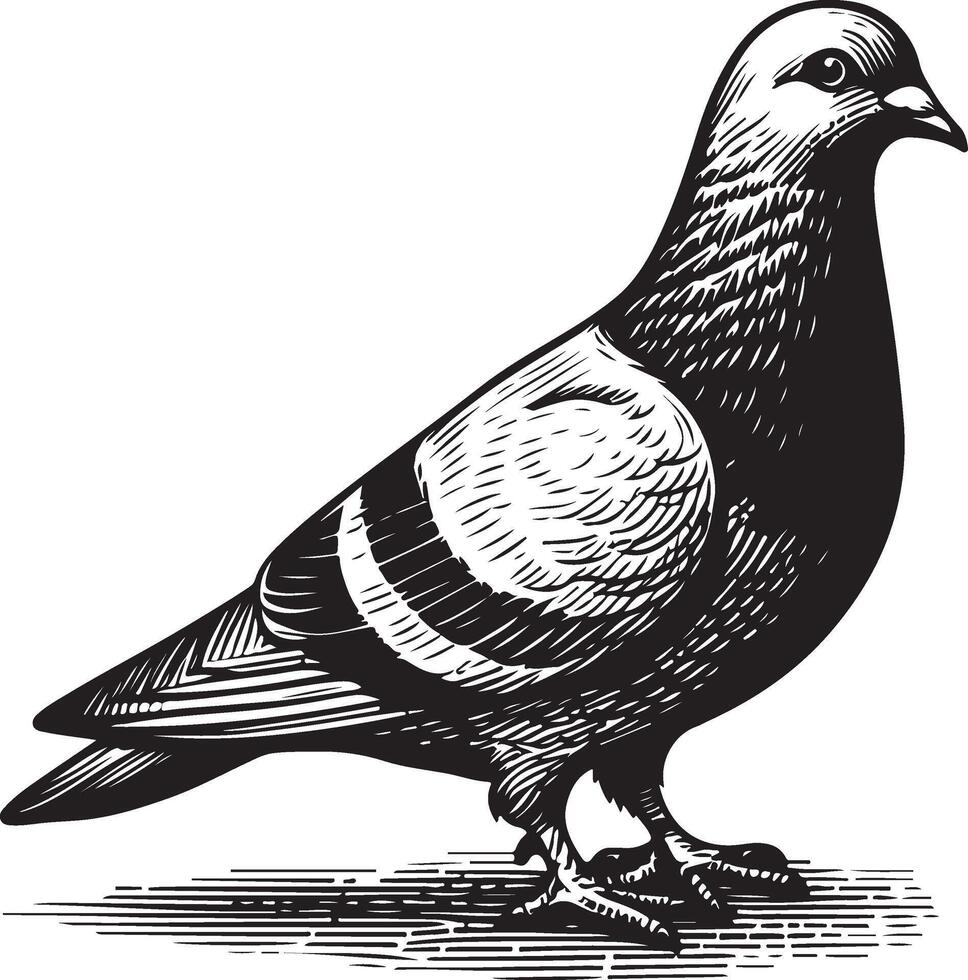 pigeon sketch black vector