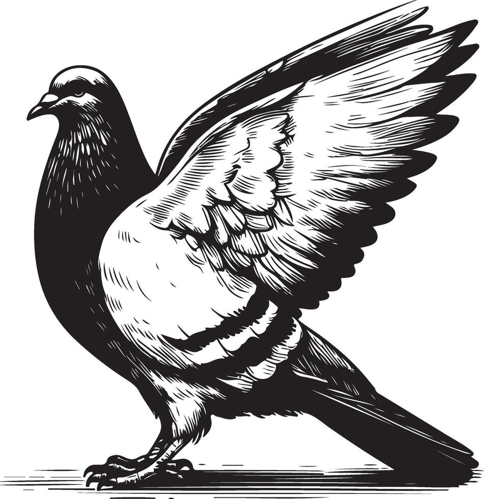 pigeon sketch black vector