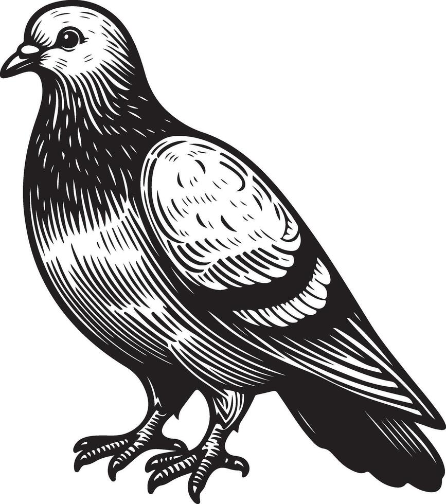 pigeon sketch black vector