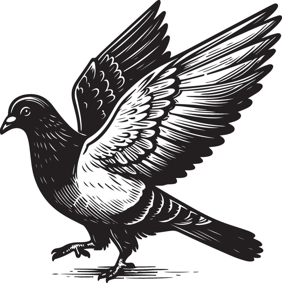 pigeon sketch black vector