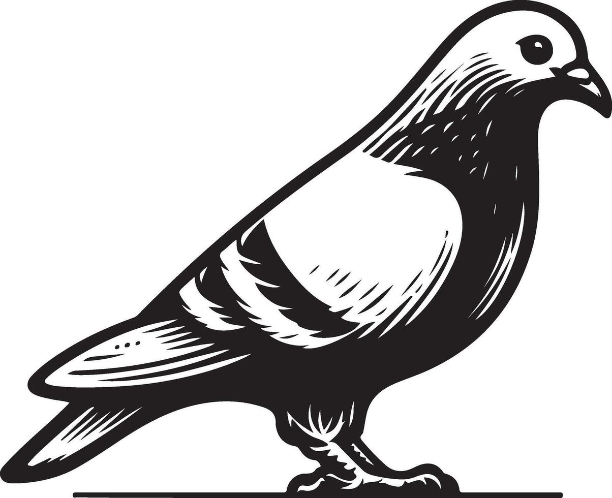 pigeon sketch black vector