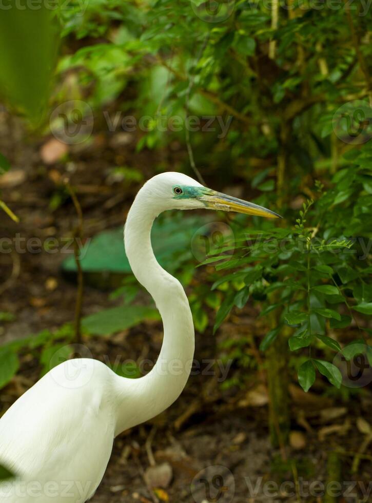 White Egret Bird With Green Eye Ring in Lush Green Foliage photo