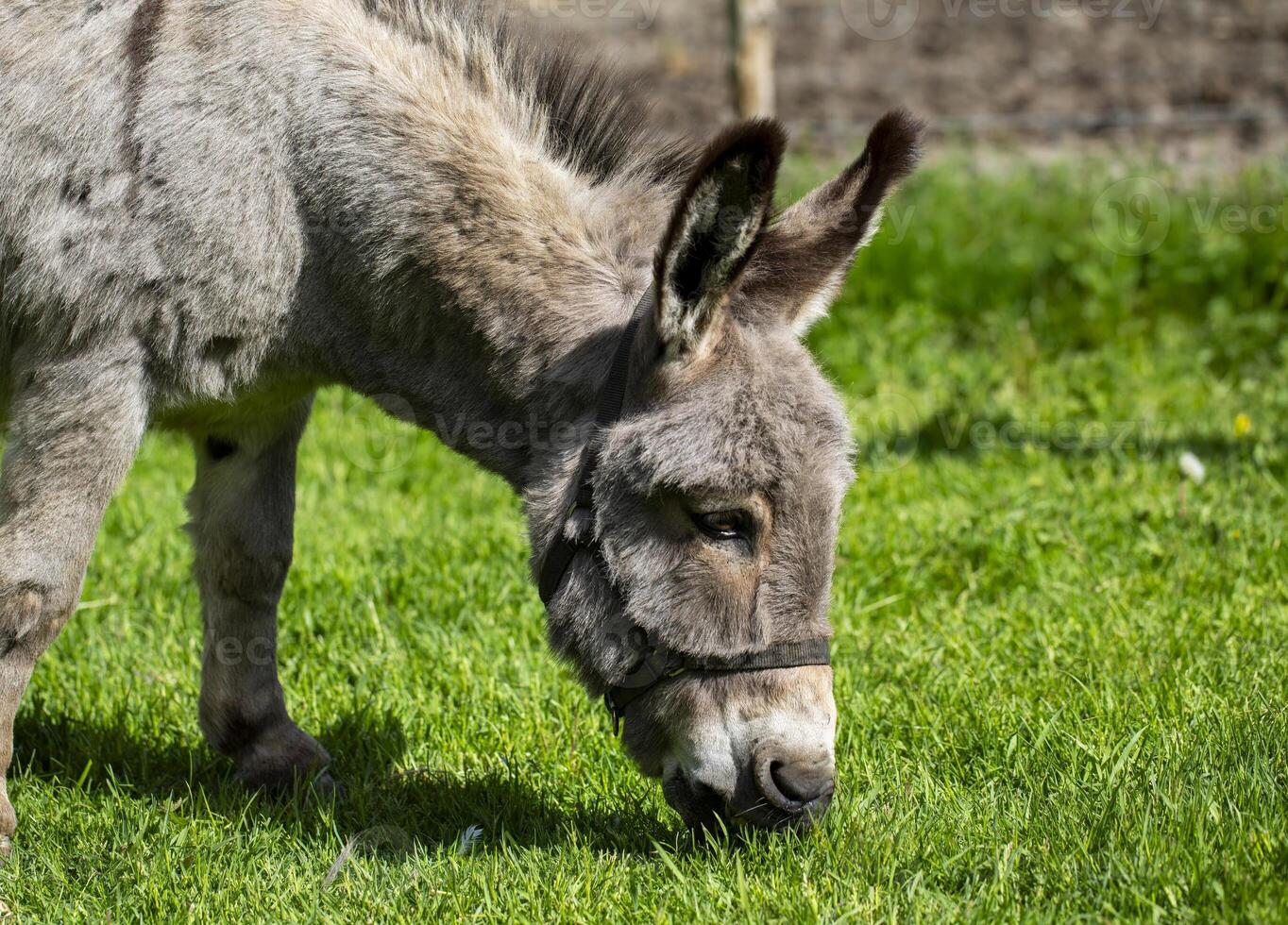 Gray Donkey Grazing In A Field On A Sunny Day photo