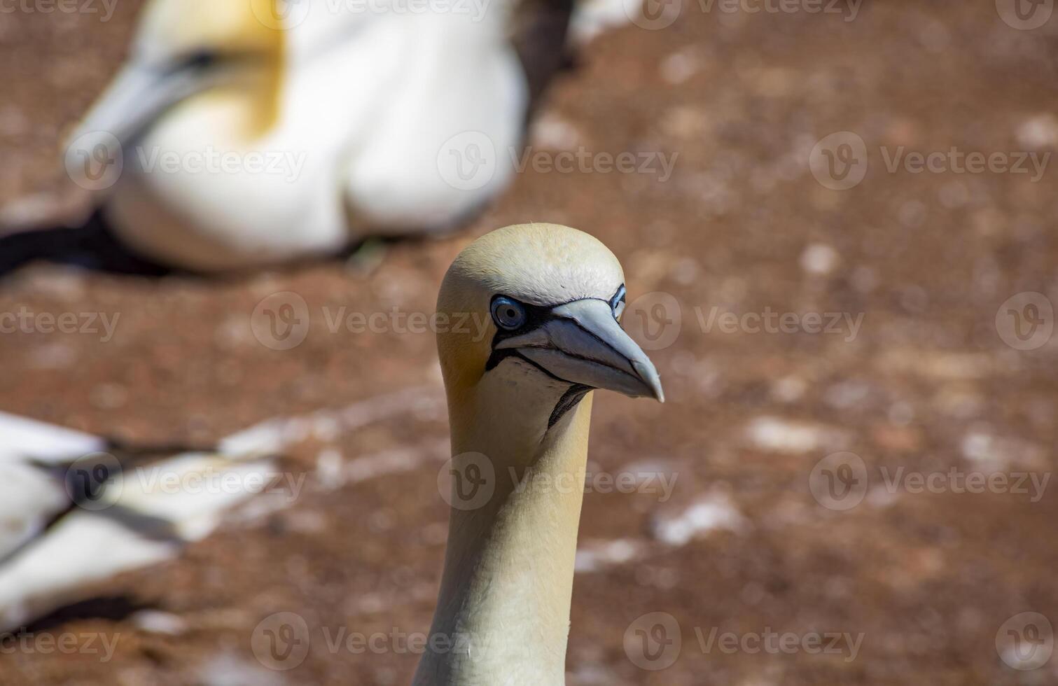 Close-Up of a Northern Gannet on a Sandy Beach, in Gaspesia, Quebec, Canada photo