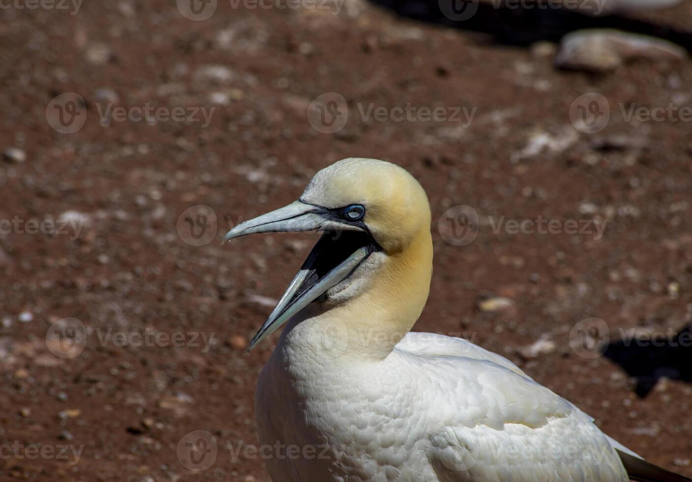 Closeup Of A Gannet With Its Mouth Open On A Red Sandy Shore, in Gaspesia, Quebec, Canada photo
