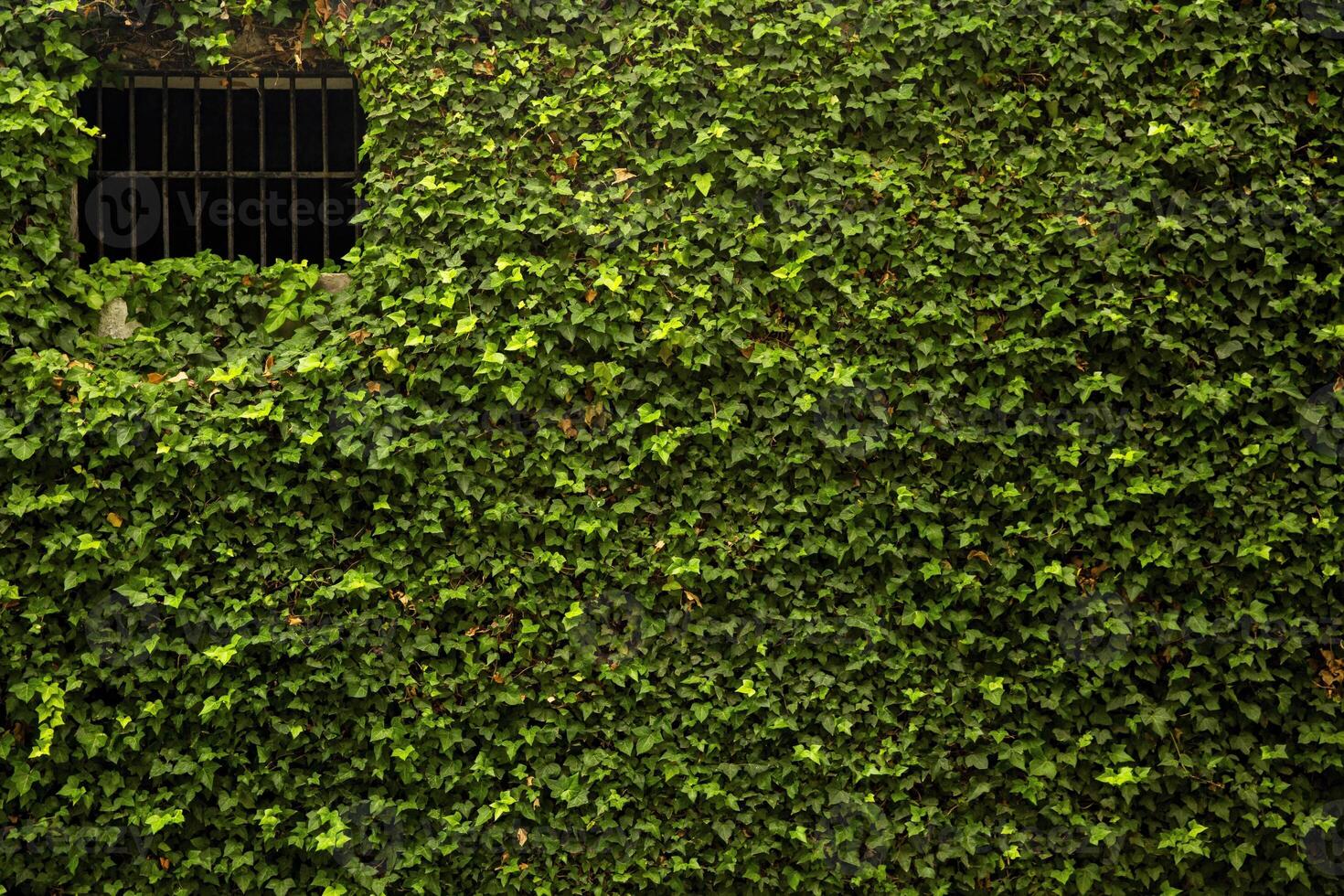 A Brick Wall Covered in Lush Green Ivy During the Day photo