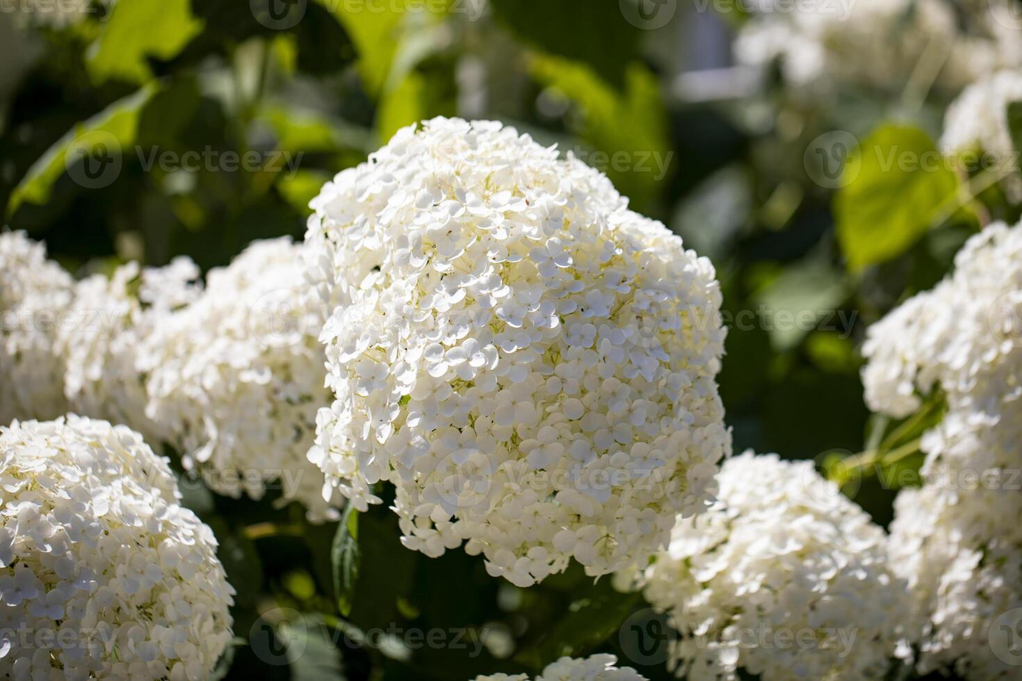 White Hydrangea Blooms in Full Sun on a Sunny Day photo