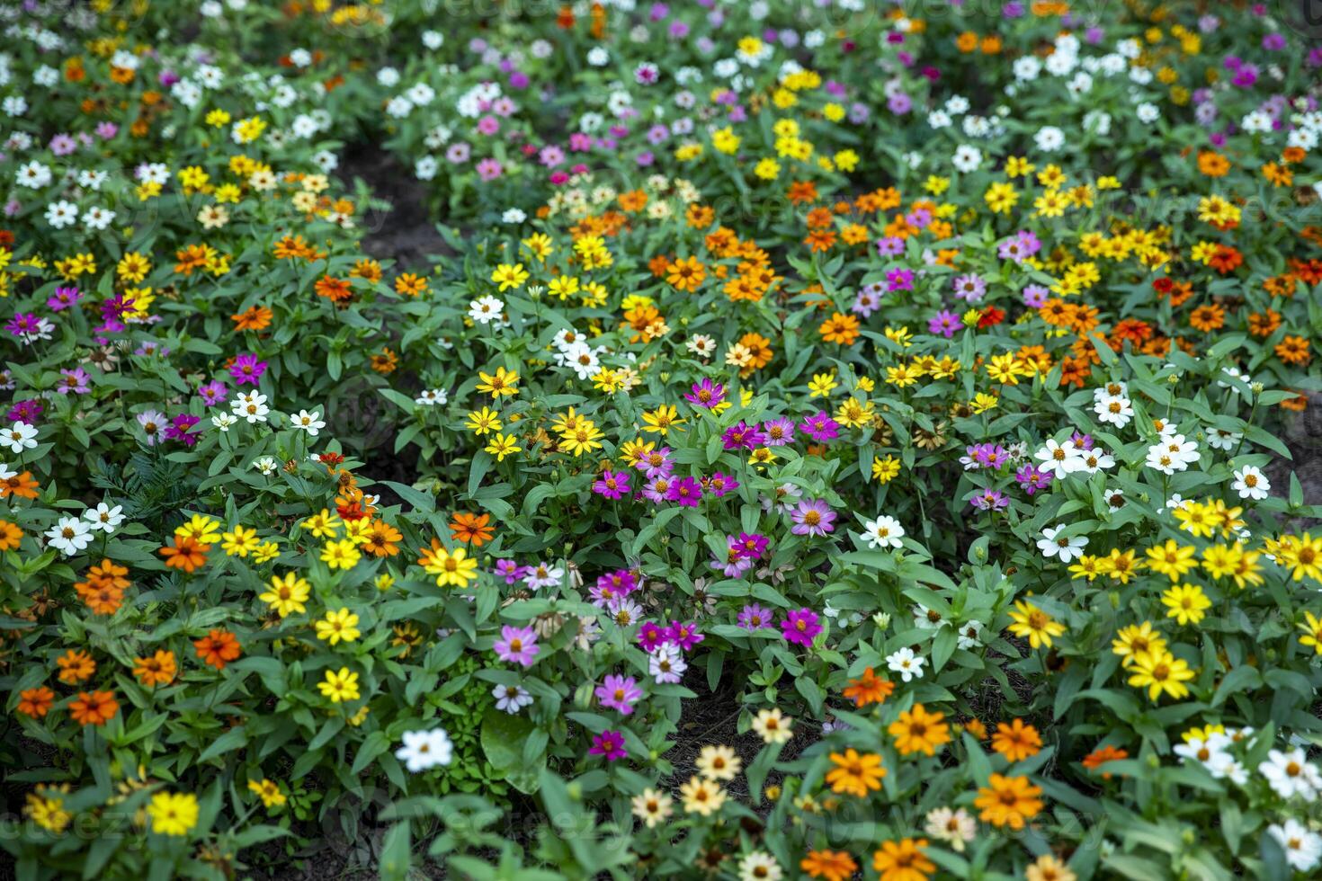 Colorful Flowers Blooming in a Summer Garden photo