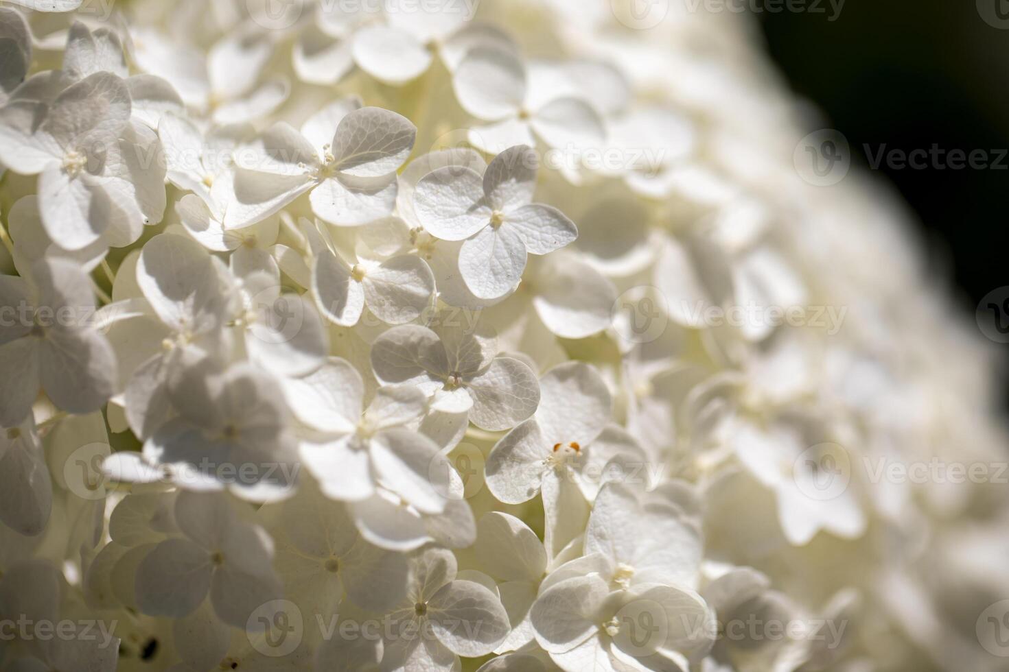 White Hydrangea Flower Bloom in Summer Sunlight photo