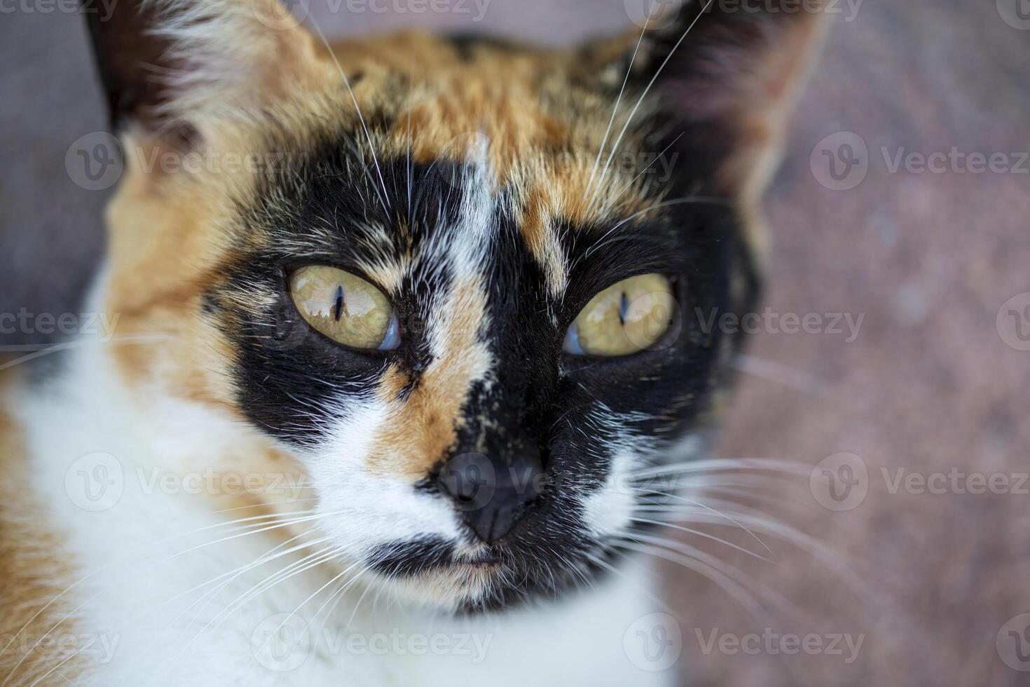 Calico Stock Photos, Images and Backgrounds for Free Download