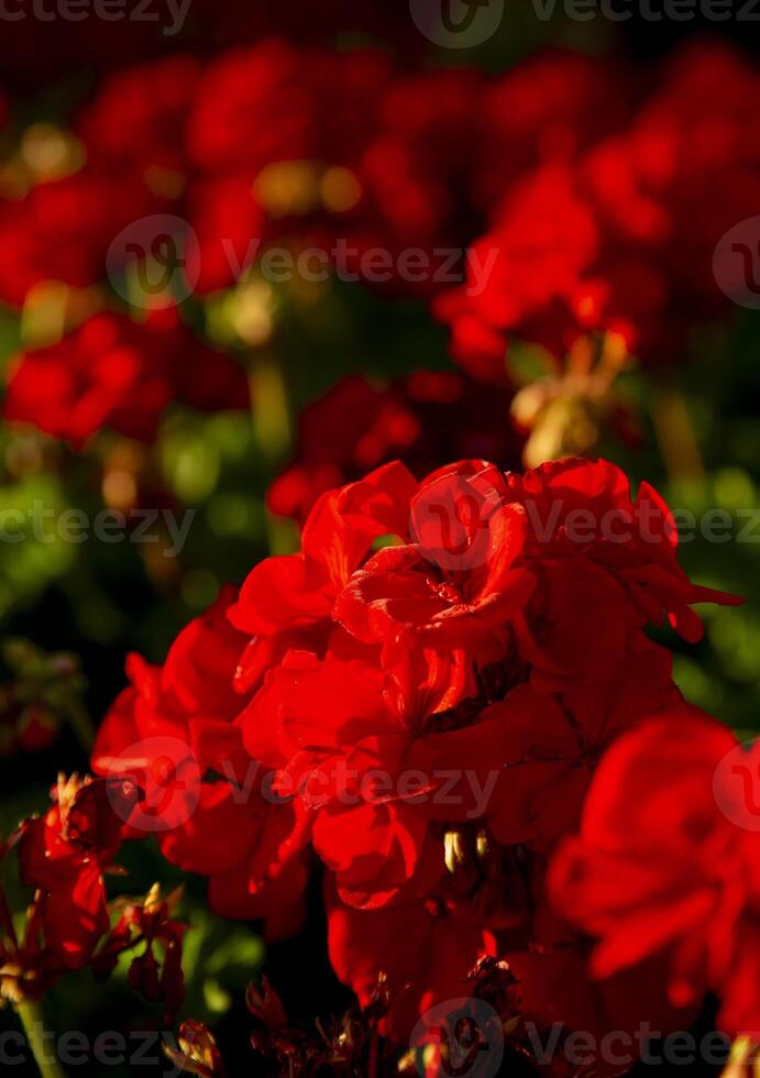 Bright Red Geraniums Blooming in Afternoon Sun photo