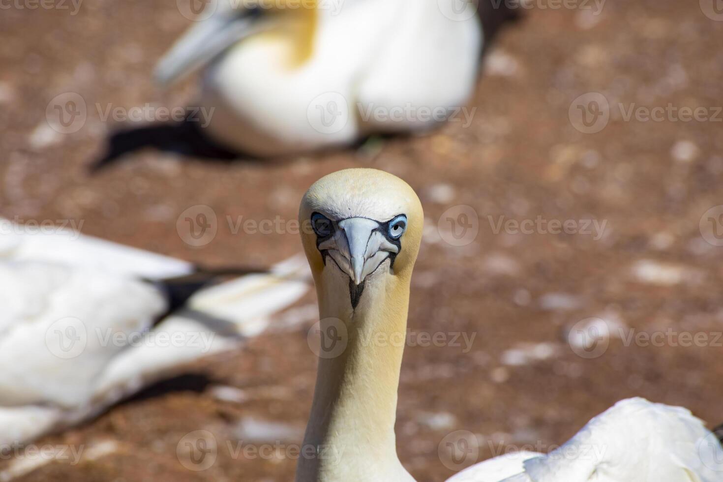 Close Up of a Northern Gannet Looking Directly at the Camera, in Gaspesia, Quebec, Canada photo