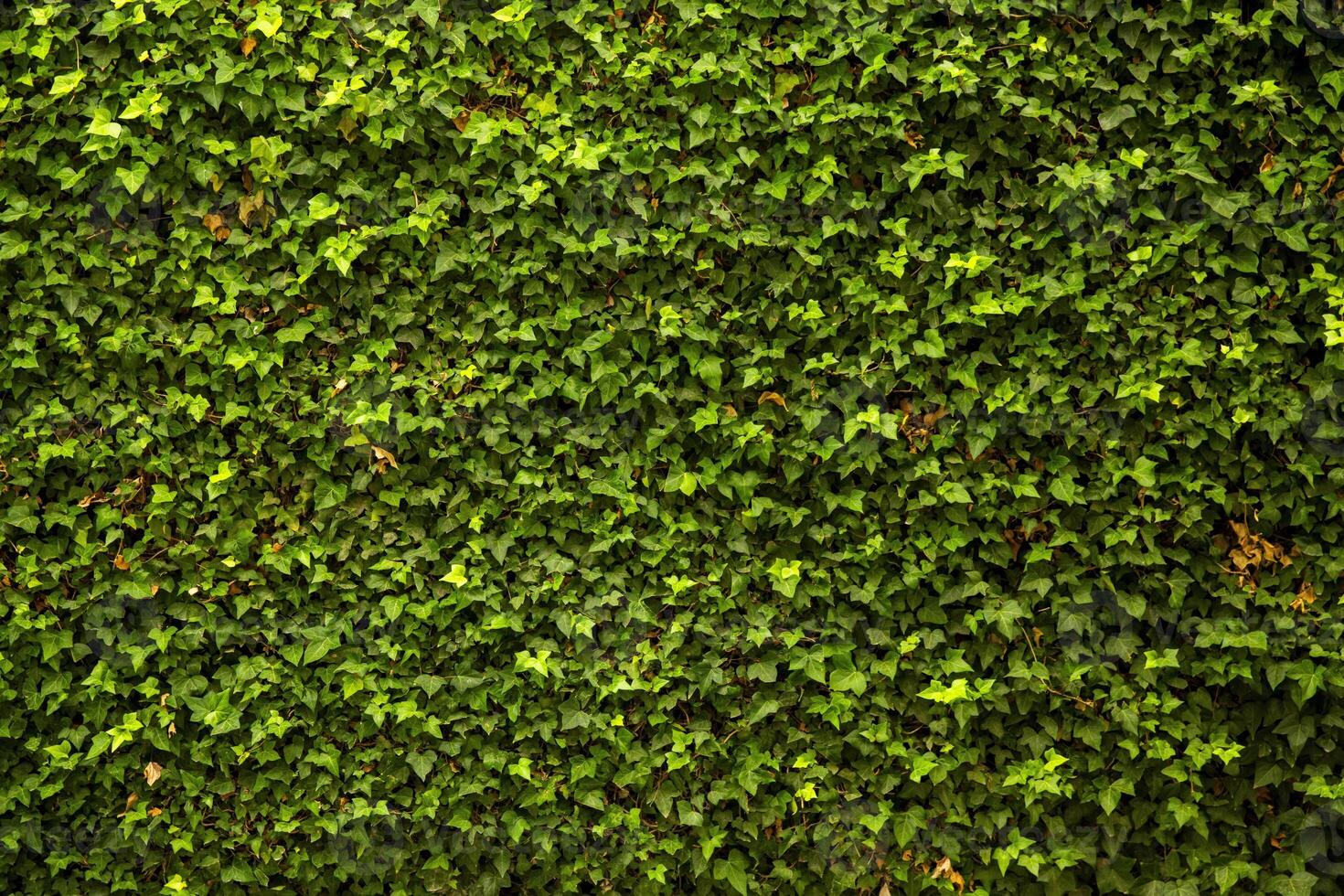 Lush Green Ivy Covering a Wall in the Daytime photo