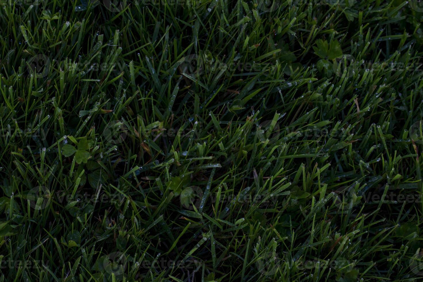 Close Up View Of Dew Covered Grass Blades In The Early Morning photo