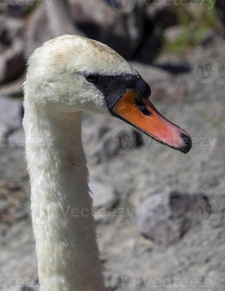 Close Up of a White Swans Head and Neck in a Rocky Environment photo