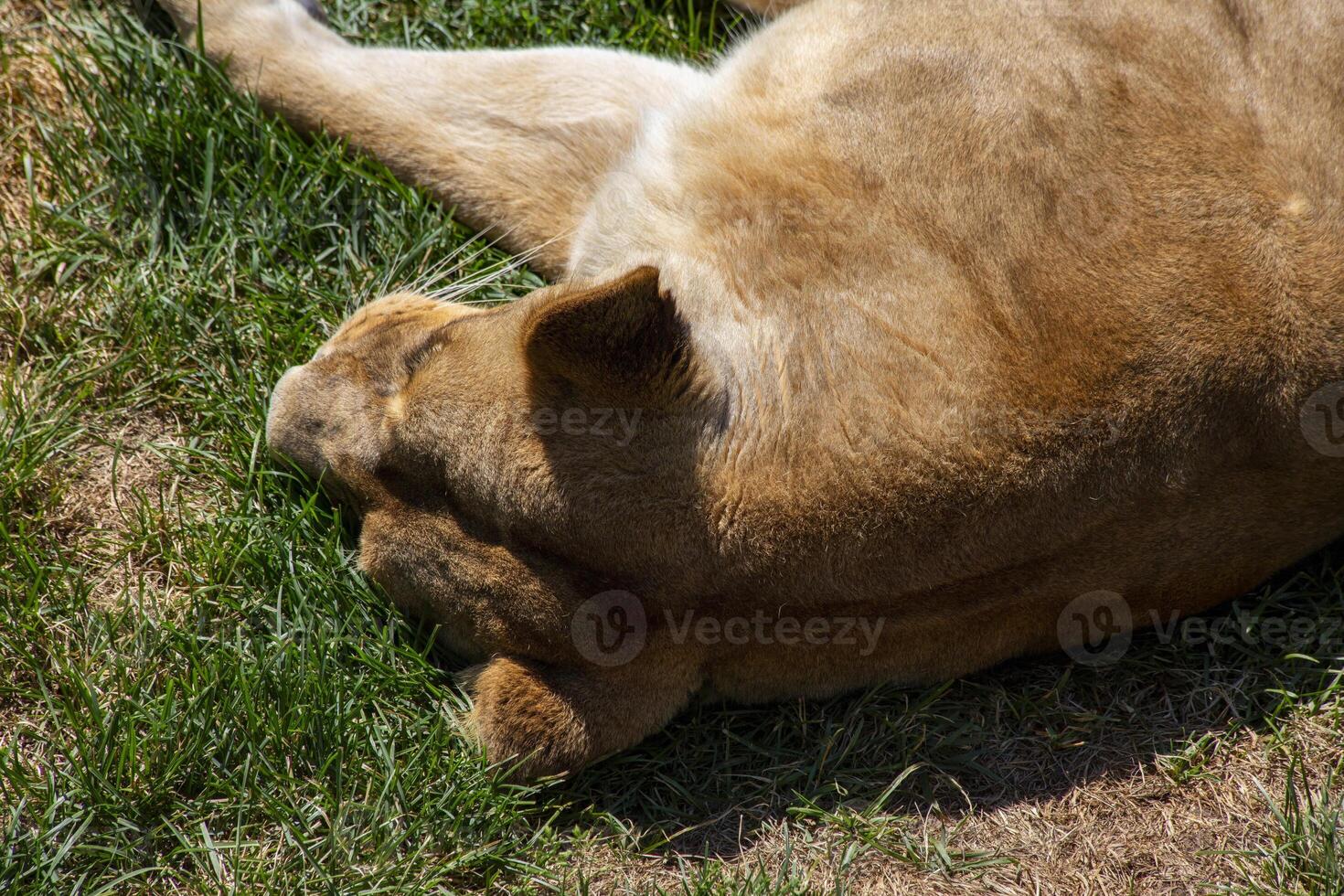 Lioness Resting In The Grass During The Day photo