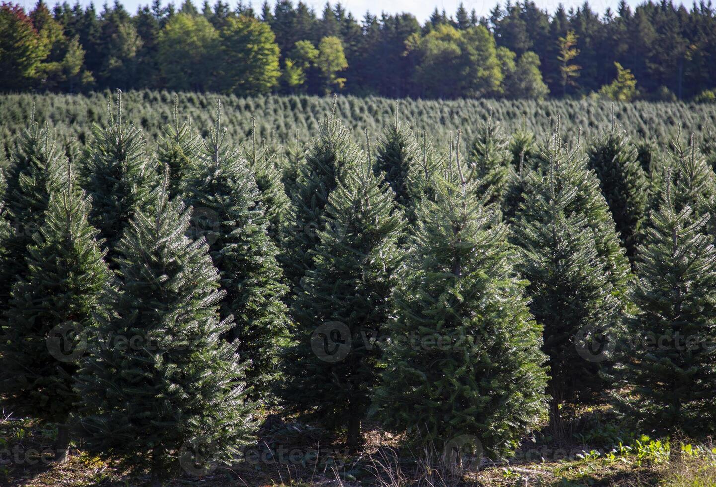 Rows of Evergreen Trees in a Christmas Tree Farm During the Day photo