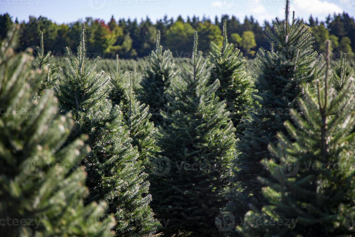 Rows of Christmas Trees Growing in a Field on a Sunny Day photo