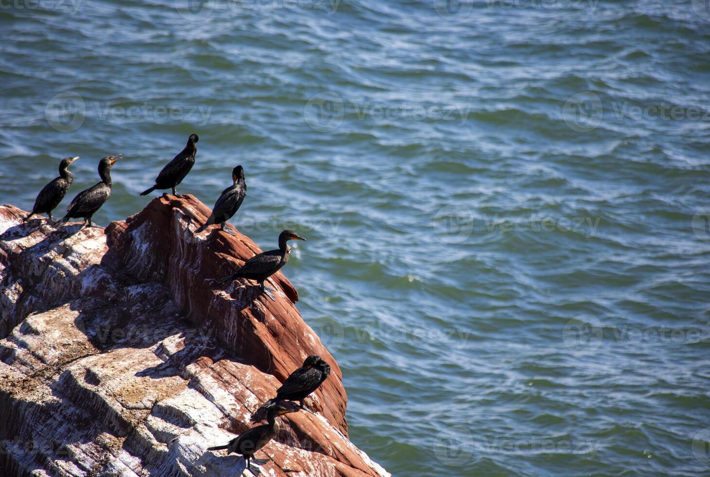 Cormorants Resting On Red Cliffs Over Blue Ocean Water, on the Magdalen Islands, Quebec, Canada photo