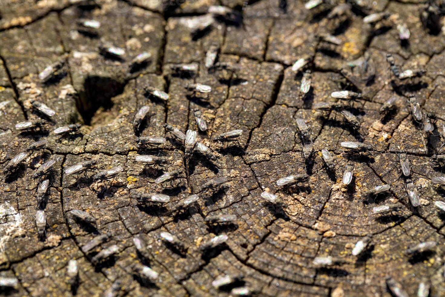 A Swarm of Flies on a Weathered Tree Stump in the Sunlight photo