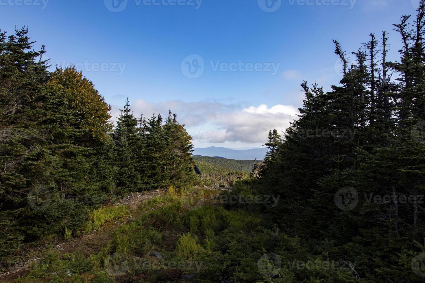 Mountain View Through Tall Evergreen Trees on a Sunny Day, Mount Gosford, Quebec, Canada photo