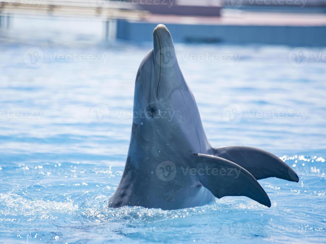 Dolphin Performing in a Blue Pool photo