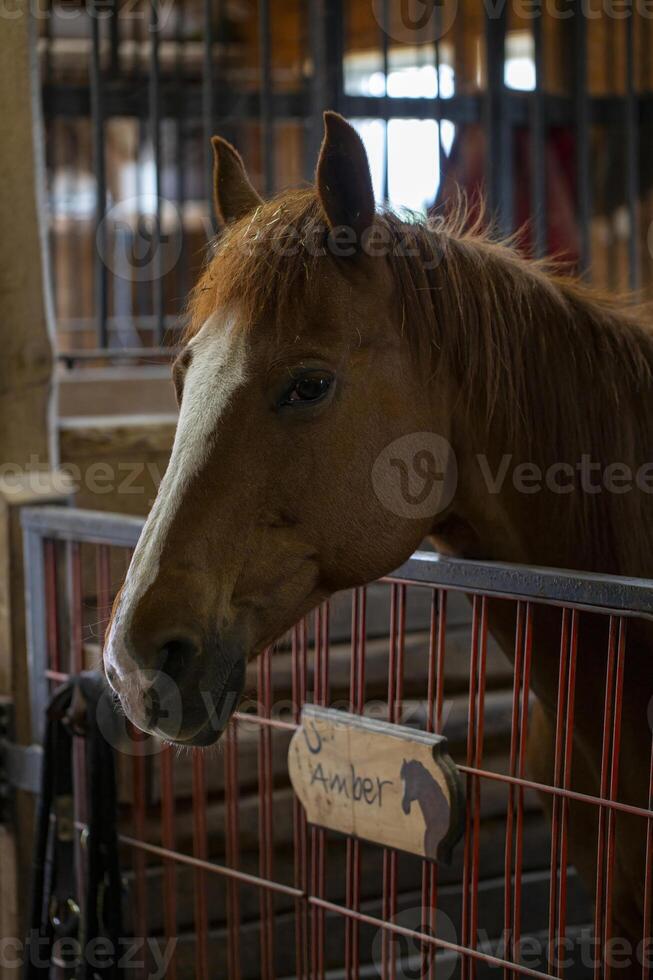 Close Up Of Brown Horse Named Amber In A Stable Stall photo