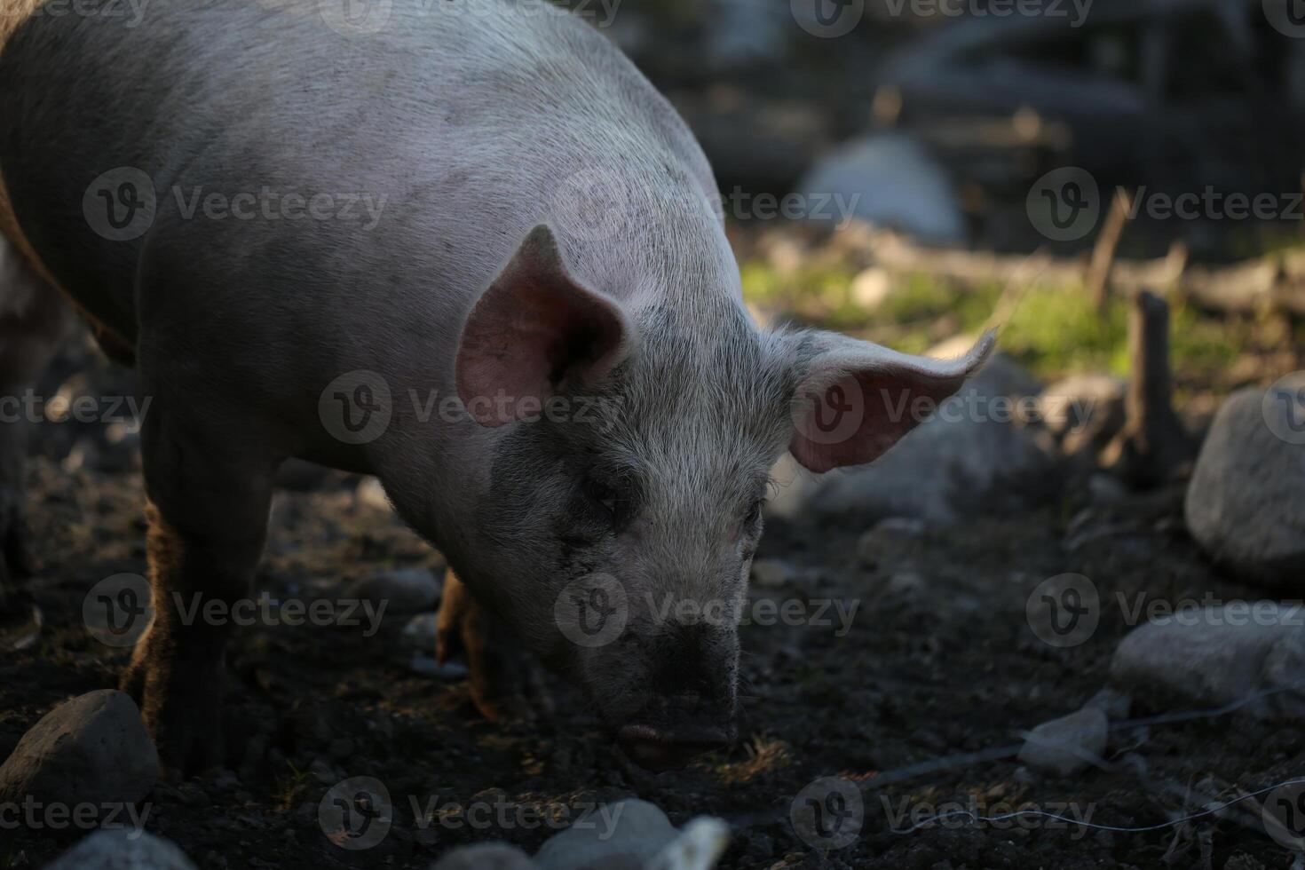 A Pig Foraging In A Rural Setting During The Day photo
